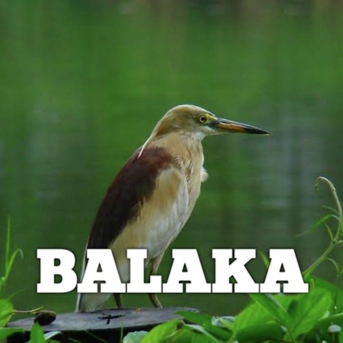 BALAKA