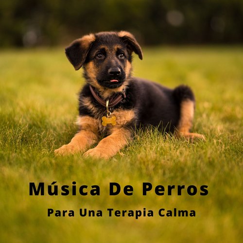 Música Para Gatos cover art