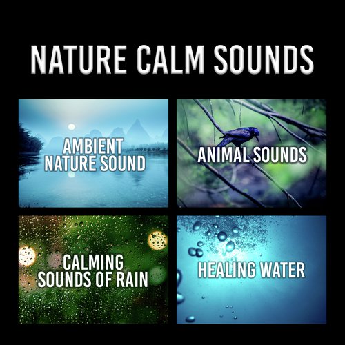 Nature Calm Sounds (Ambient Nature Sound, Animal Sounds, Calming Sounds of Rain, Healing Water)
