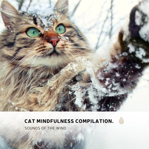 Cat Mindfulness Compilation. Sounds of the Wind