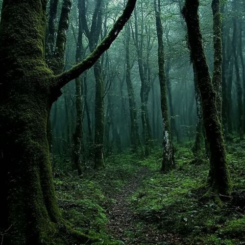 Respiro al Anochecer (Forest)