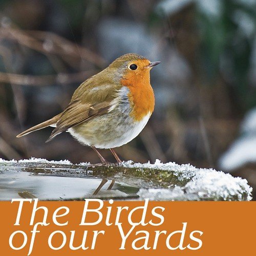 Sparrow, thrush, jay, swallow, starling, blackbird cover art