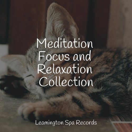 Calm cover art