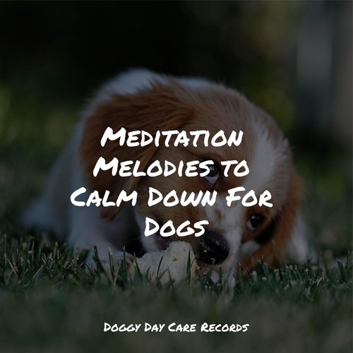 Meditation Melodies to Calm Down For Dogs_poster_image