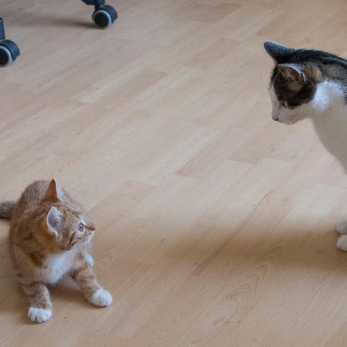 Partners in Crime