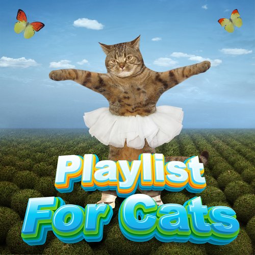 Separation Anxiety For Cats cover art