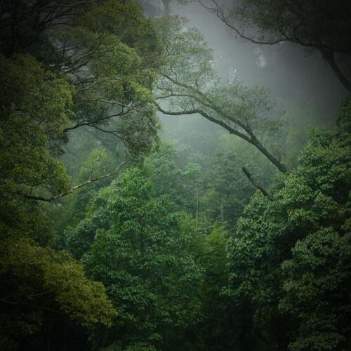 Stress Relief with Amazon Rainforest Sounds and Singing Birds