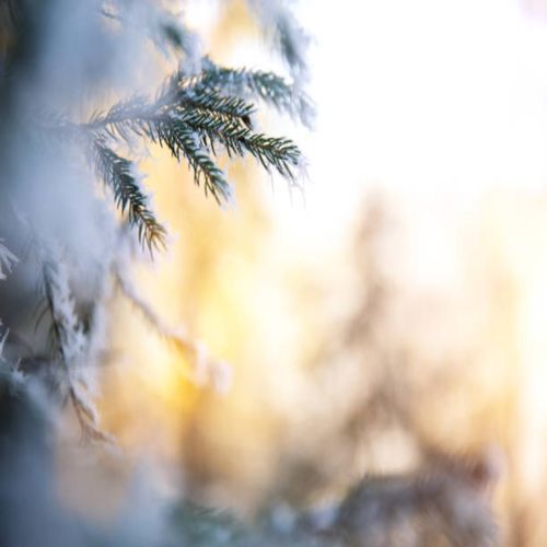 winter dawn