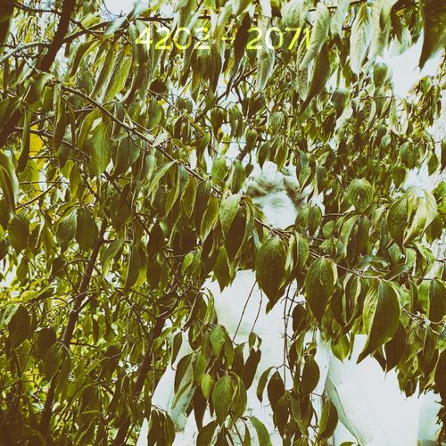 2071-1 cover art