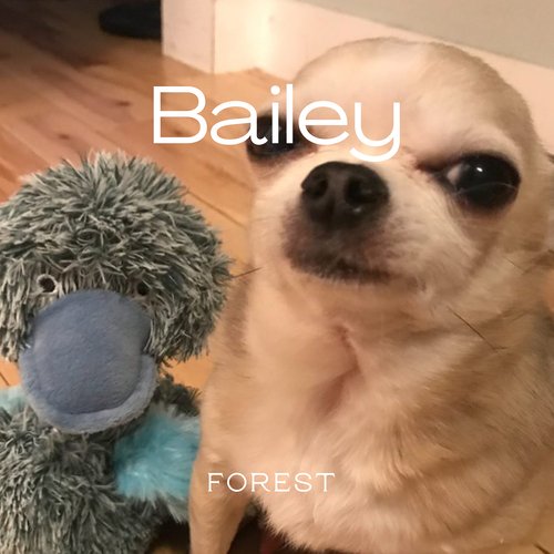 Bailey