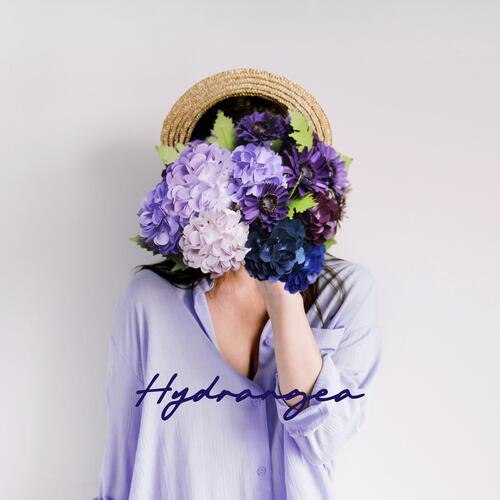 Hydrangea