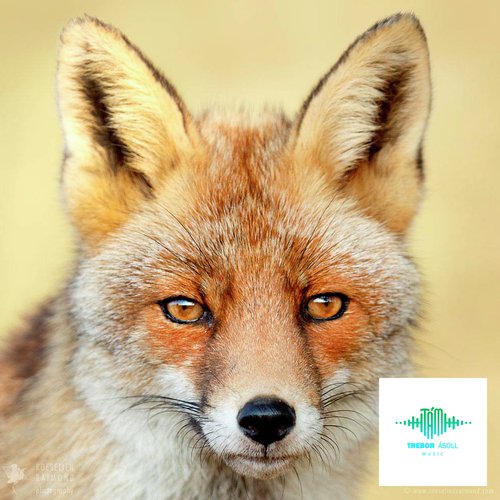 The Fox 1.0 (Radio Edit) cover art