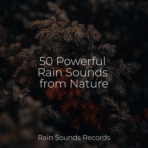 50 Powerful Rain Sounds from Nature