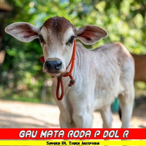 Gau Mata Roda P Dol R