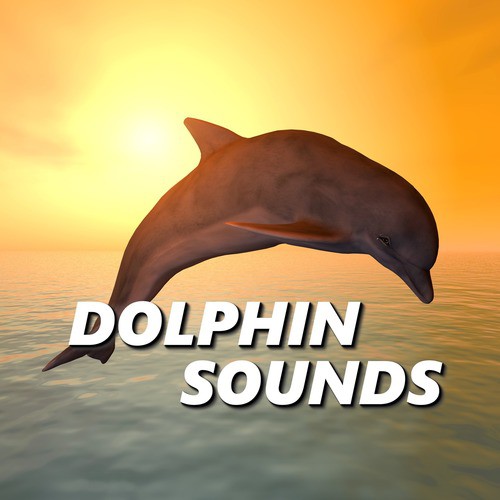 Breezy Beach Dolphin Sounds
