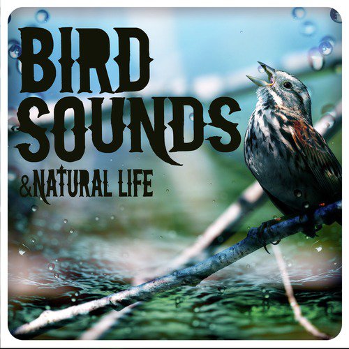 Bird Sounds & Natural Life