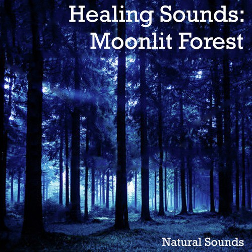 Healing Sounds: Moonlit Forest