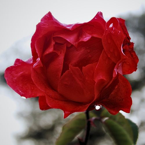 Petals & Poetry