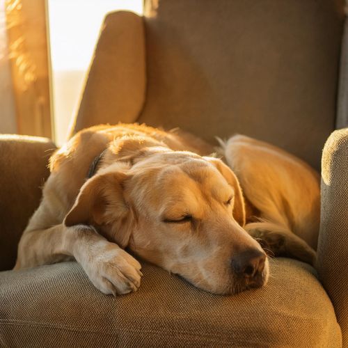 Música Reconfortante Para Mascotas: Armonía Calmante