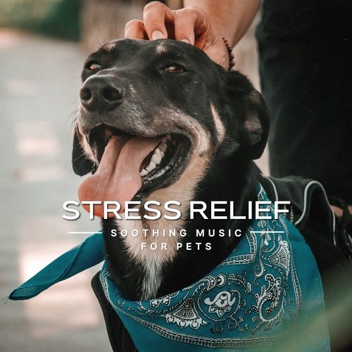 Stress Relief Soothing Music for Pets