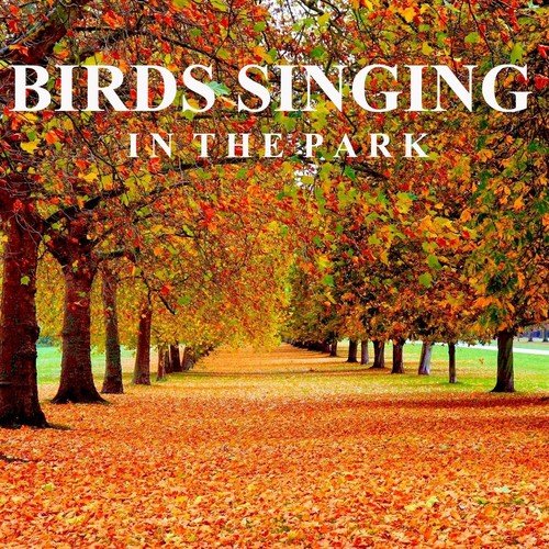 Birds Singing in the Park (Unlimited Hours)_poster_image