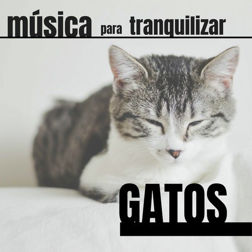 Música para Tranquilizar Gatos cover art