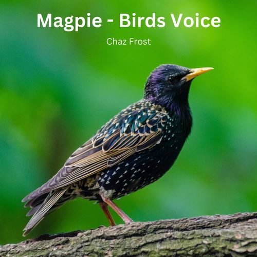 Magpie - Birds Voice