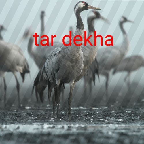 Tar dekha