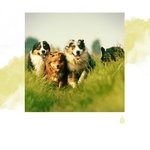 Aidez votre chien à se détendre! Nature du matin