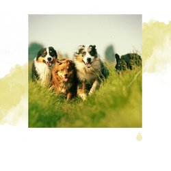 Sons du Chill Out Houleux de l'Eau