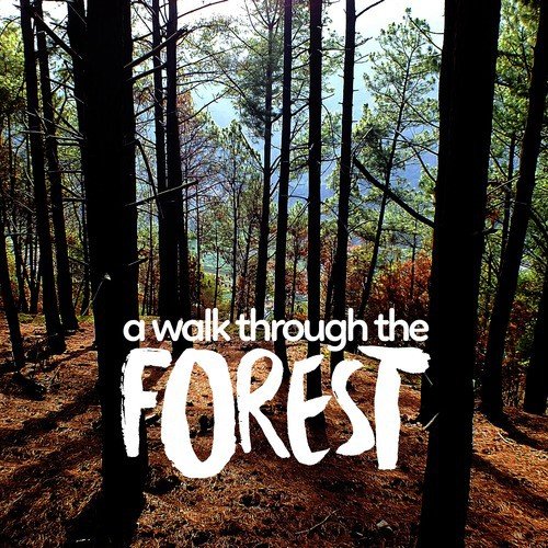 A Walk Through the Forest