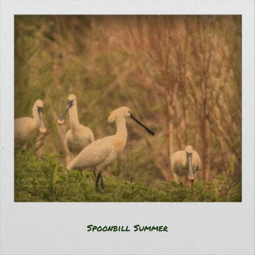 Spoonbill Summer cover art