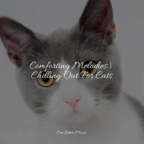 Comforting Melodies | Chilling Out For Cats