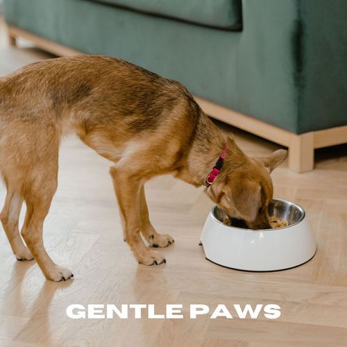 Gentle Paws_poster_image