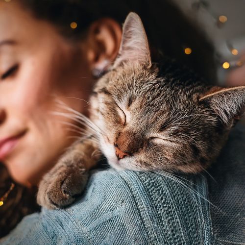 Música De Guitarra Para Gatos