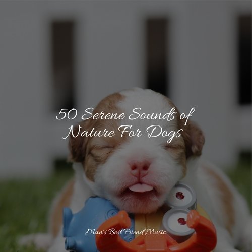 50 Serene Sounds of Nature For Dogs