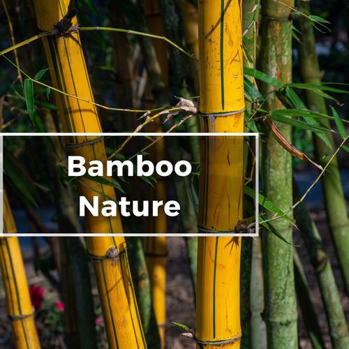 Bamboo Nature