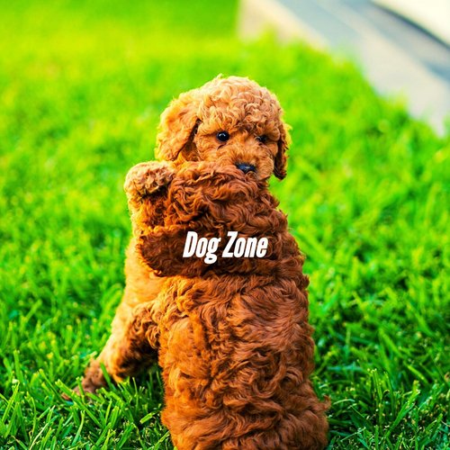 Sumptuous Cool Dog cover art
