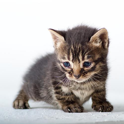 Kittens (feat. Aksel Bakke) cover art