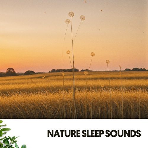 Nature Sleep Sounds: Harmonies of the Night_poster_image