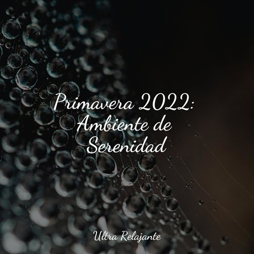 Primavera 2022: Ambiente de Serenidad