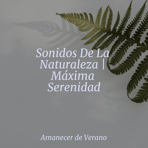 Sonidos De La Naturaleza | Máxima Serenidad