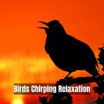 Dawn's First Notes Relaxation