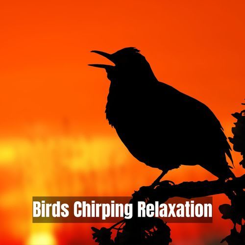 Feathered Symphony Relaxation