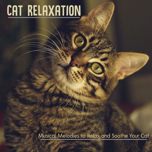 Cat Dreams cover art