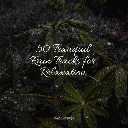 50 Tranquil Rain Tracks for Relaxation_poster_image