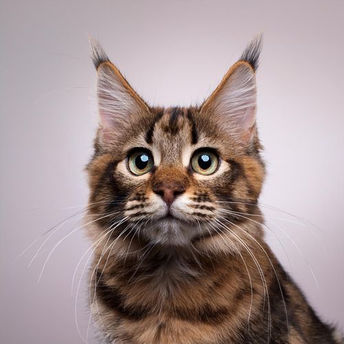 Calidez Musical Para Gatos cover art