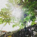Bird_369