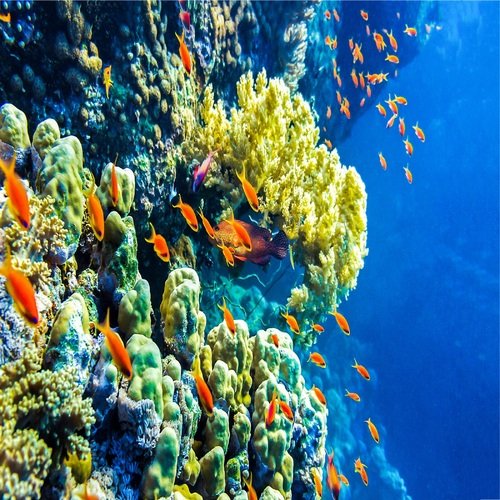 Forêt et Mer Mélancolique Apaisante