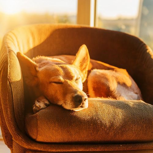 Hip Hop Para Mascotas: Ritmos Relajantes Para Amigos Peludos